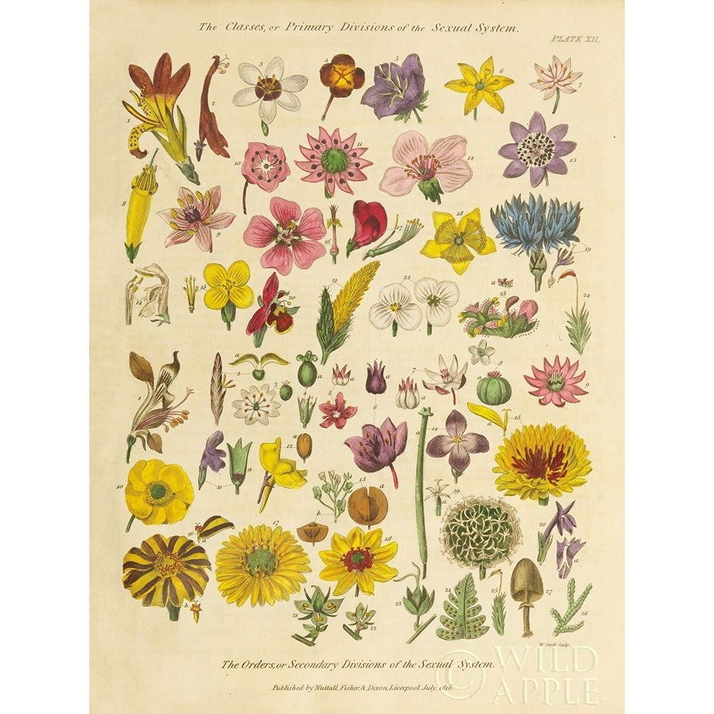 Herbal Botanical XI Poster Print by Wild Apple Portfolio-VARPDX41416 Image 1