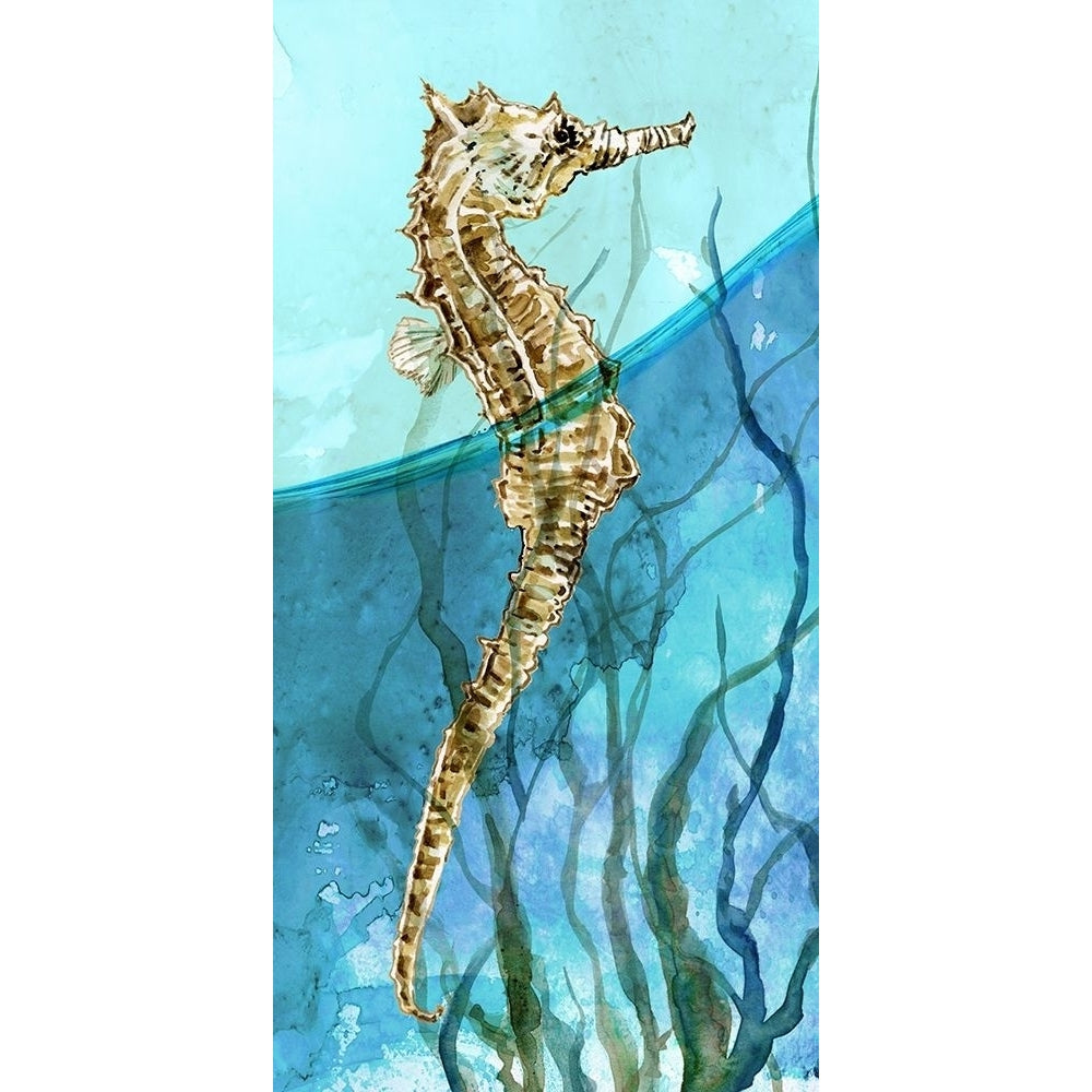 Atlantic Seahorse Poster Print by Carol Robinson-VARPDX41438 Image 1