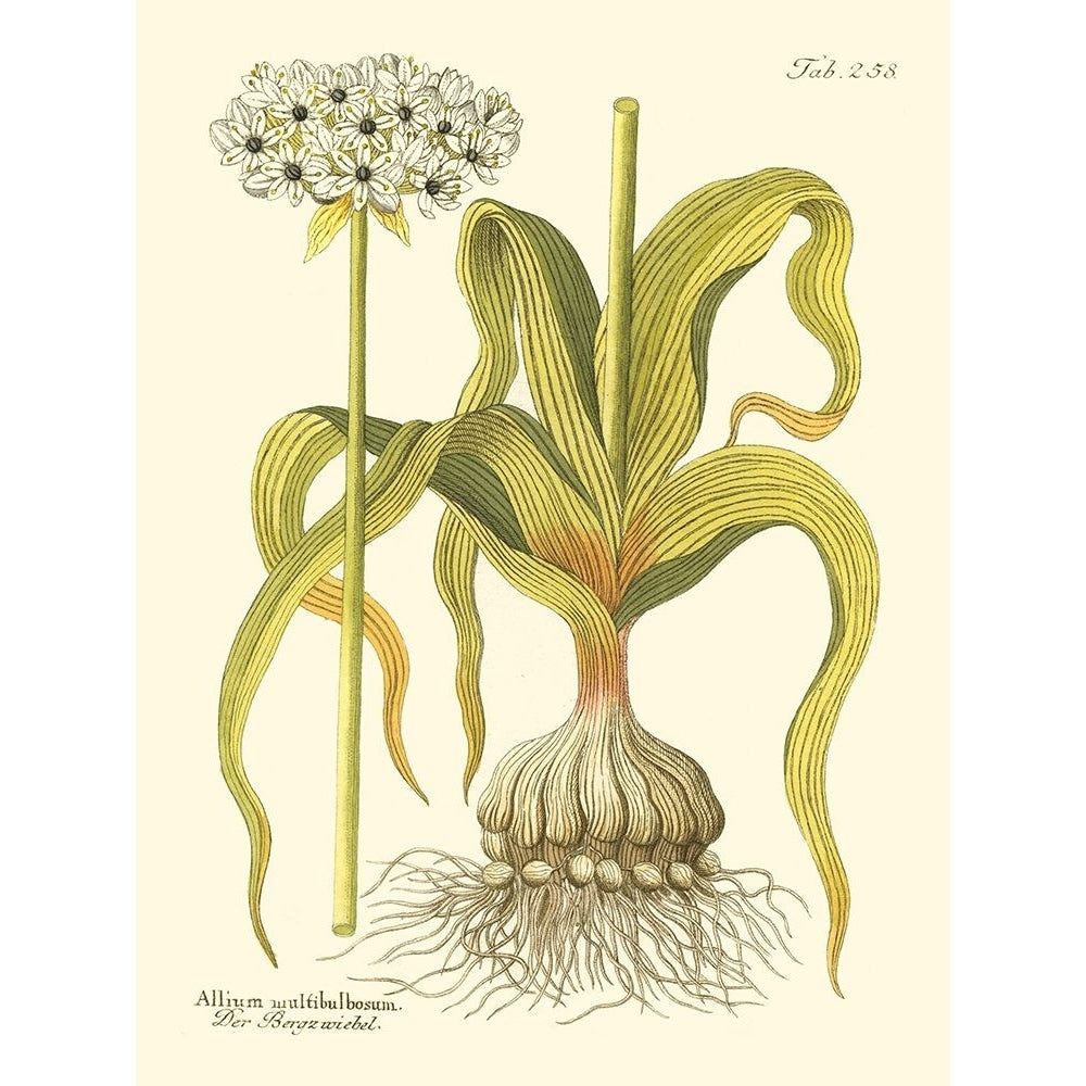 Allium Pl. 258 Poster Print - Unknown-VARPDX41480D Image 1