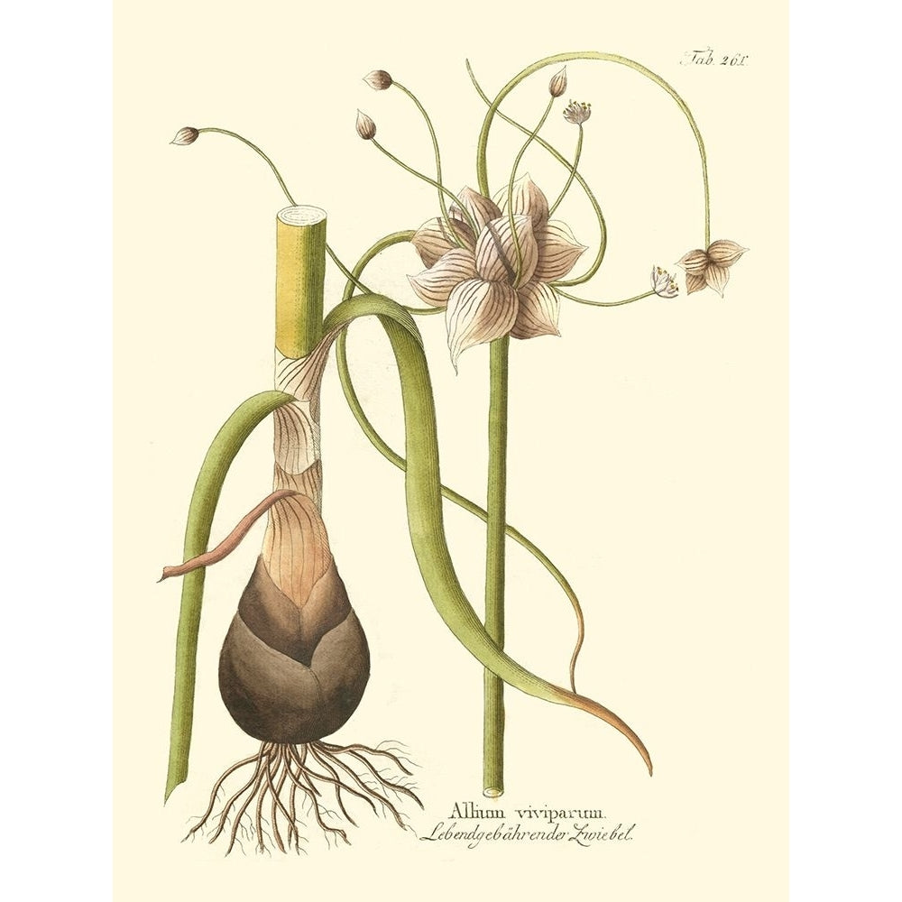 Allium Pl. 261 Poster Print - Unknown-VARPDX41481D Image 1