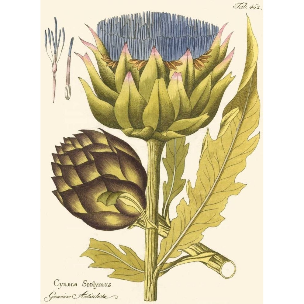 Artichoke Pl. 462 Poster Print - Unknown-VARPDX41483D Image 1