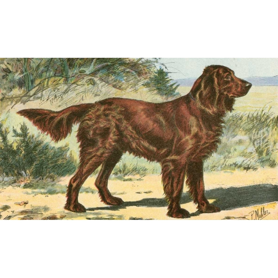 Mans Best Friend I Poster Print - Unknown-VARPDX41488D Image 1