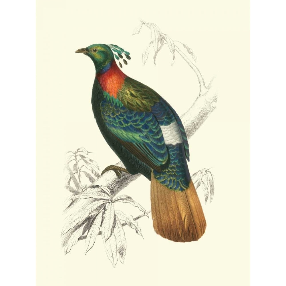 Birds of Costa Rica II Poster Print - M.Charles DOrbigny-VARPDX41485D Image 1