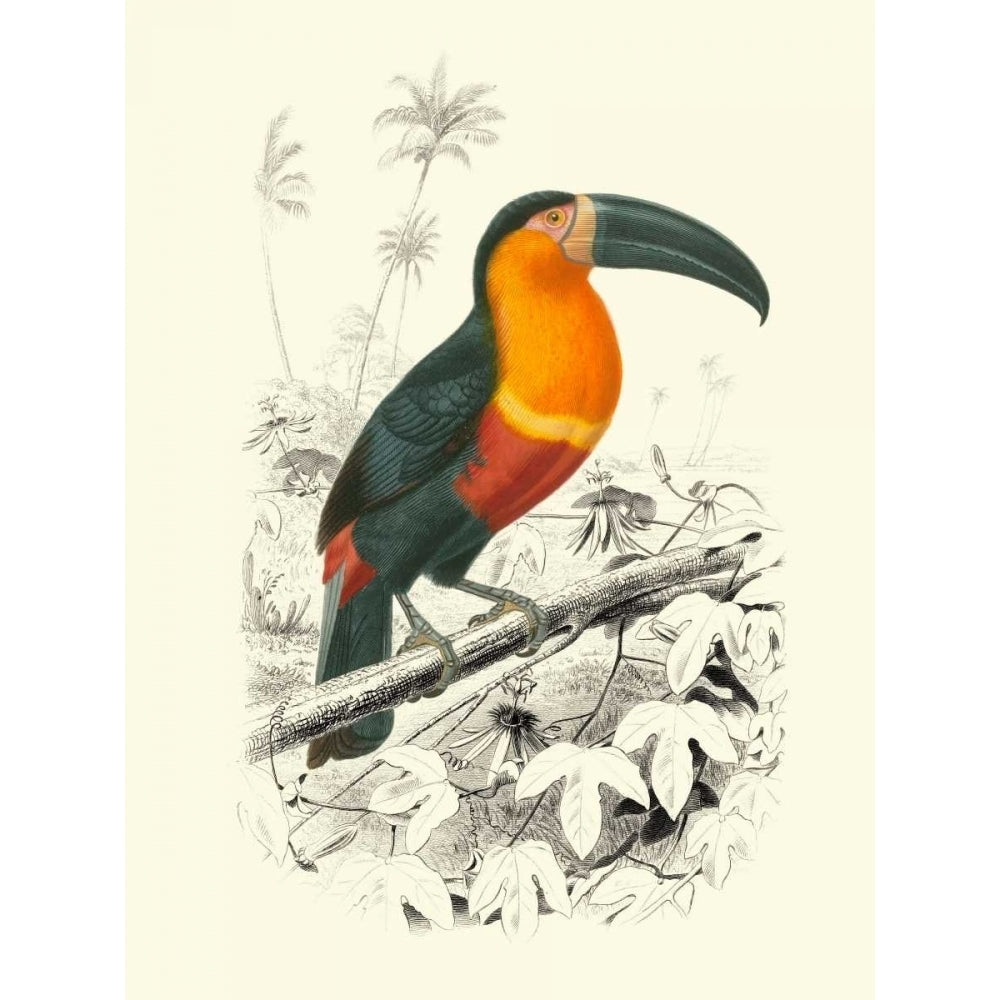 Birds of Costa Rica I Poster Print - M.Charles DOrbigny-VARPDX41484D Image 1