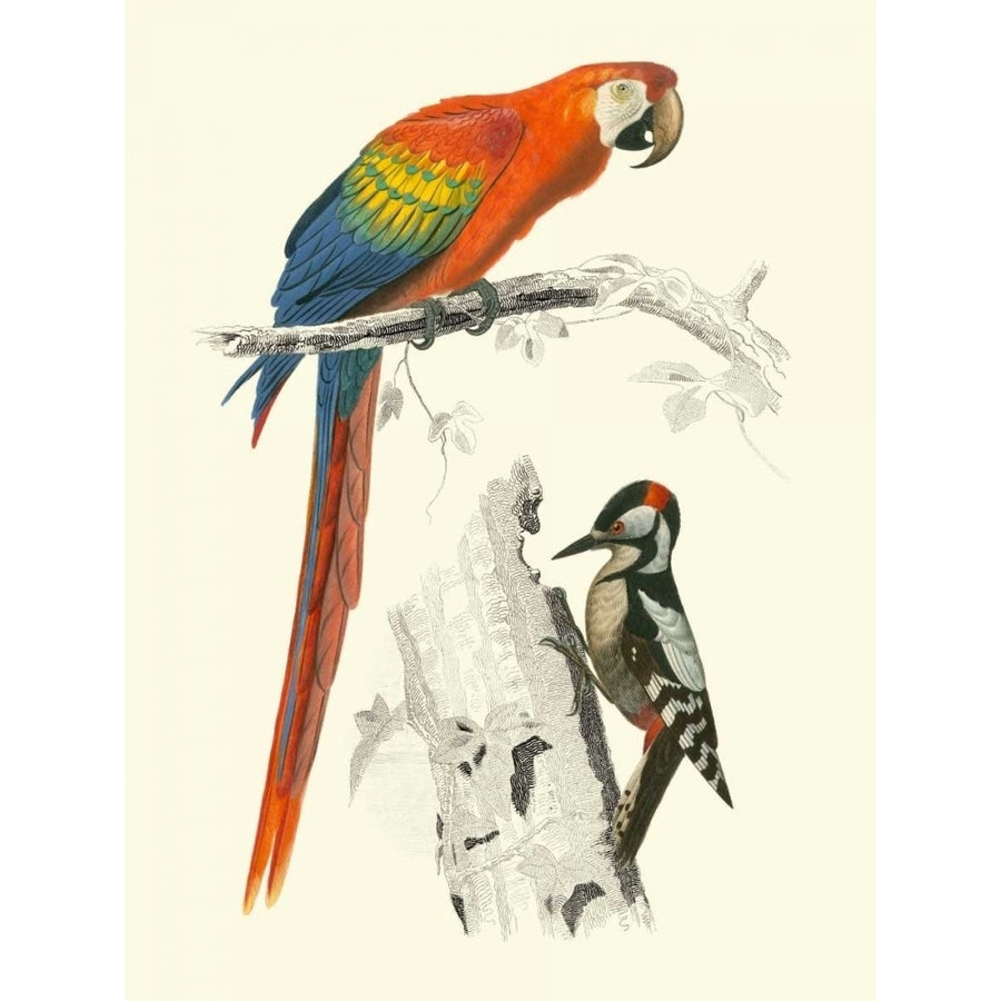 Birds of Costa Rica III Poster Print - M.Charles DOrbigny-VARPDX41486D Image 1