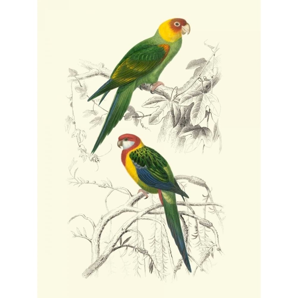 Birds of Costa Rica IV Poster Print - M.Charles DOrbigny-VARPDX41487D Image 1