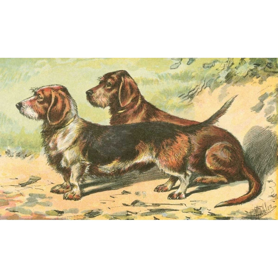 Mans Best Friend IX Poster Print - Unknown-VARPDX41496D Image 1