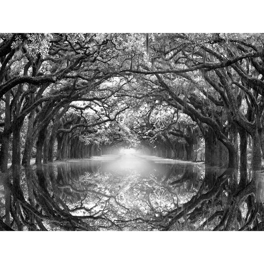 Oak Alley Reflection Poster Print by Joanne Wells-VARPDX41570 Image 1