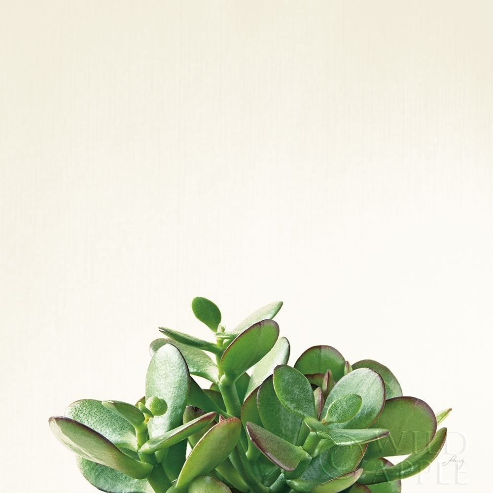 Succulent Simplicity III Neutral Poster Print by Felicity Bradley-VARPDX41650 Image 1