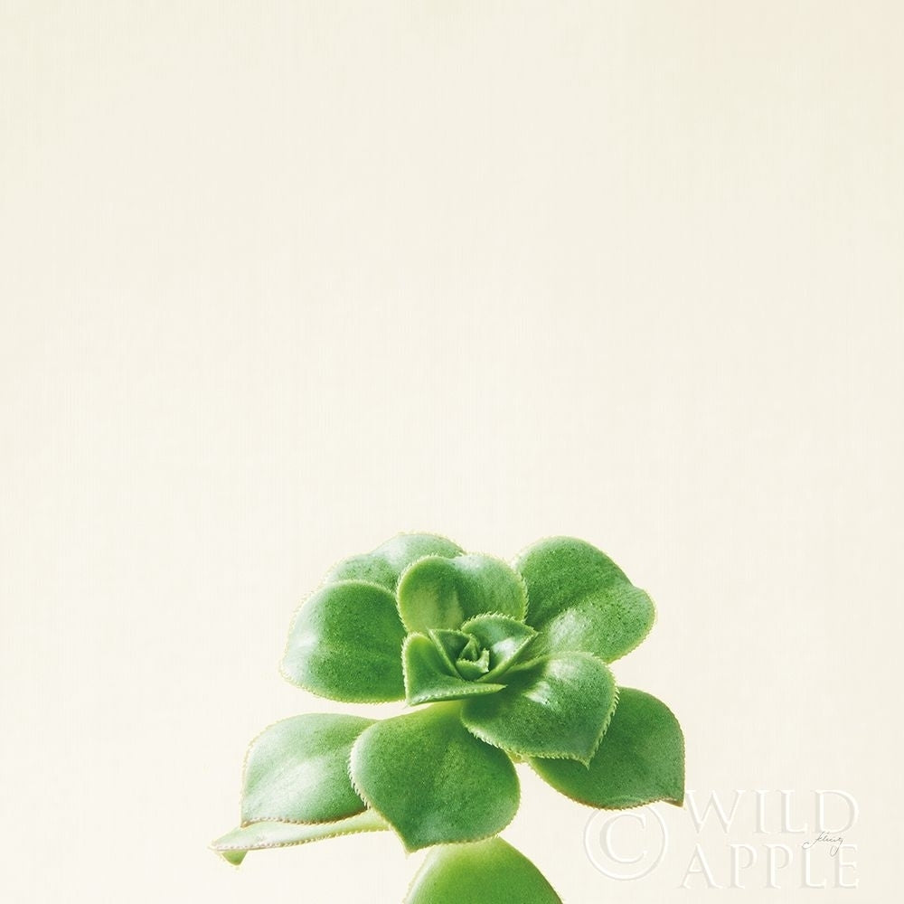 Succulent Simplicity VII Neutral Poster Print by Felicity Bradley-VARPDX41654 Image 1