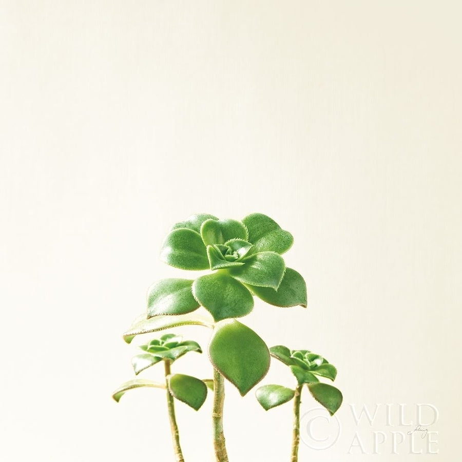 Succulent Simplicity IX Neutral Poster Print by Felicity Bradley-VARPDX41656 Image 1