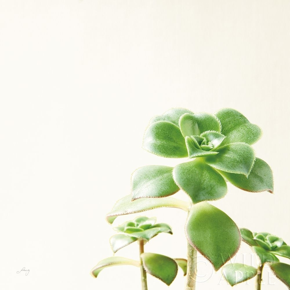 Succulent Simplicity X Neutral Poster Print by Felicity Bradley-VARPDX41657 Image 1