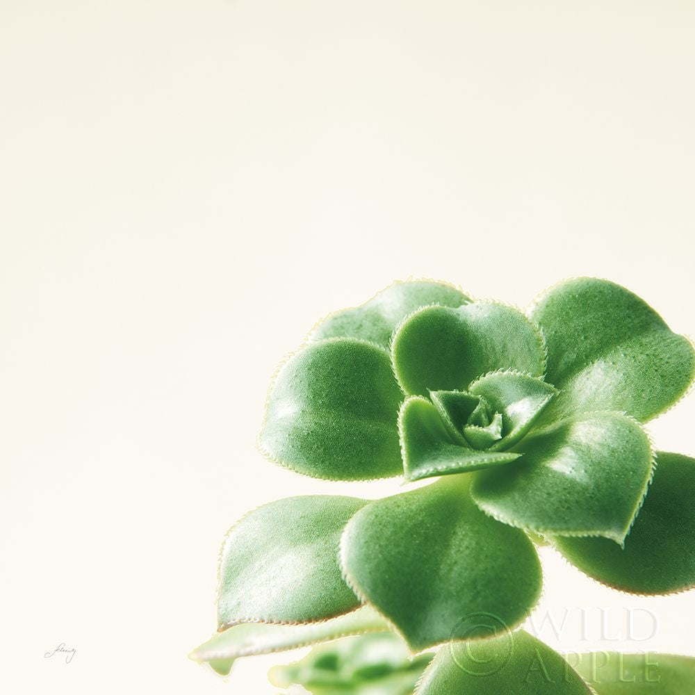 Succulent Simplicity VIII Neutral Poster Print by Felicity Bradley-VARPDX41655 Image 1