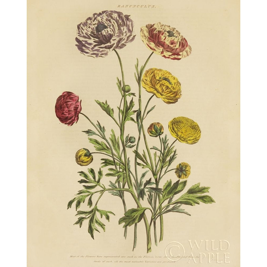 Herbal Botany XXII v2 Crop Poster Print by Wild Apple Portfolio-VARPDX41664 Image 1