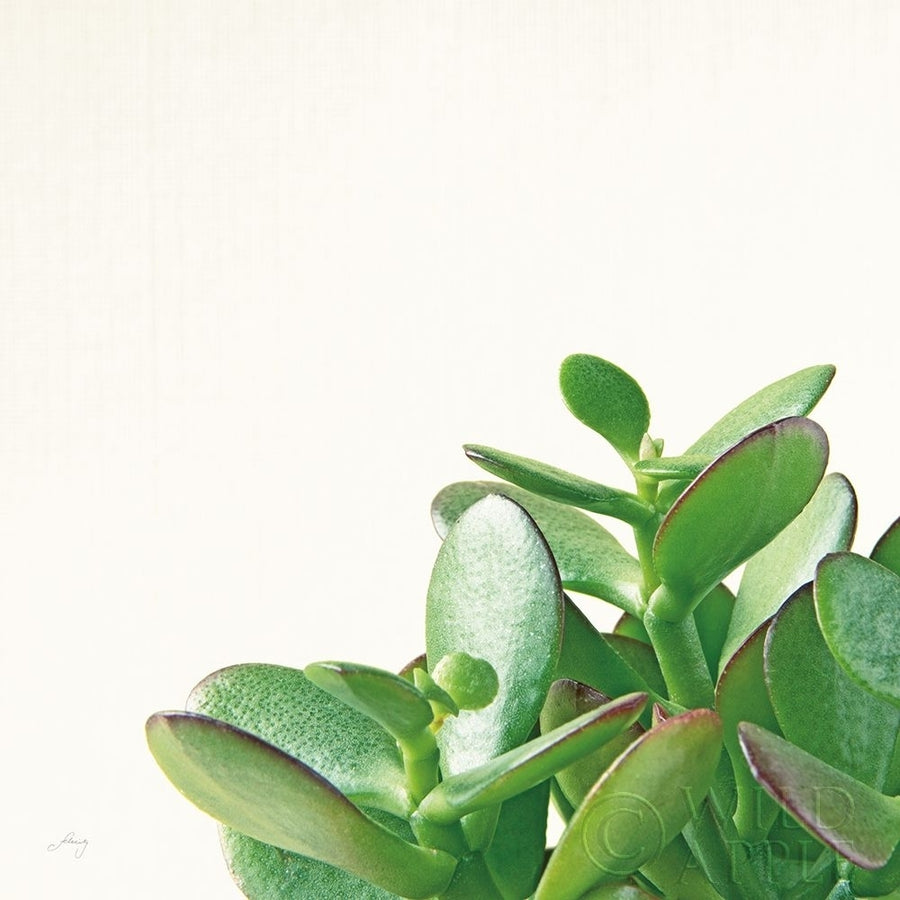 Succulent Simplicity IV Neutral Poster Print by Felicity Bradley-VARPDX41651 Image 1