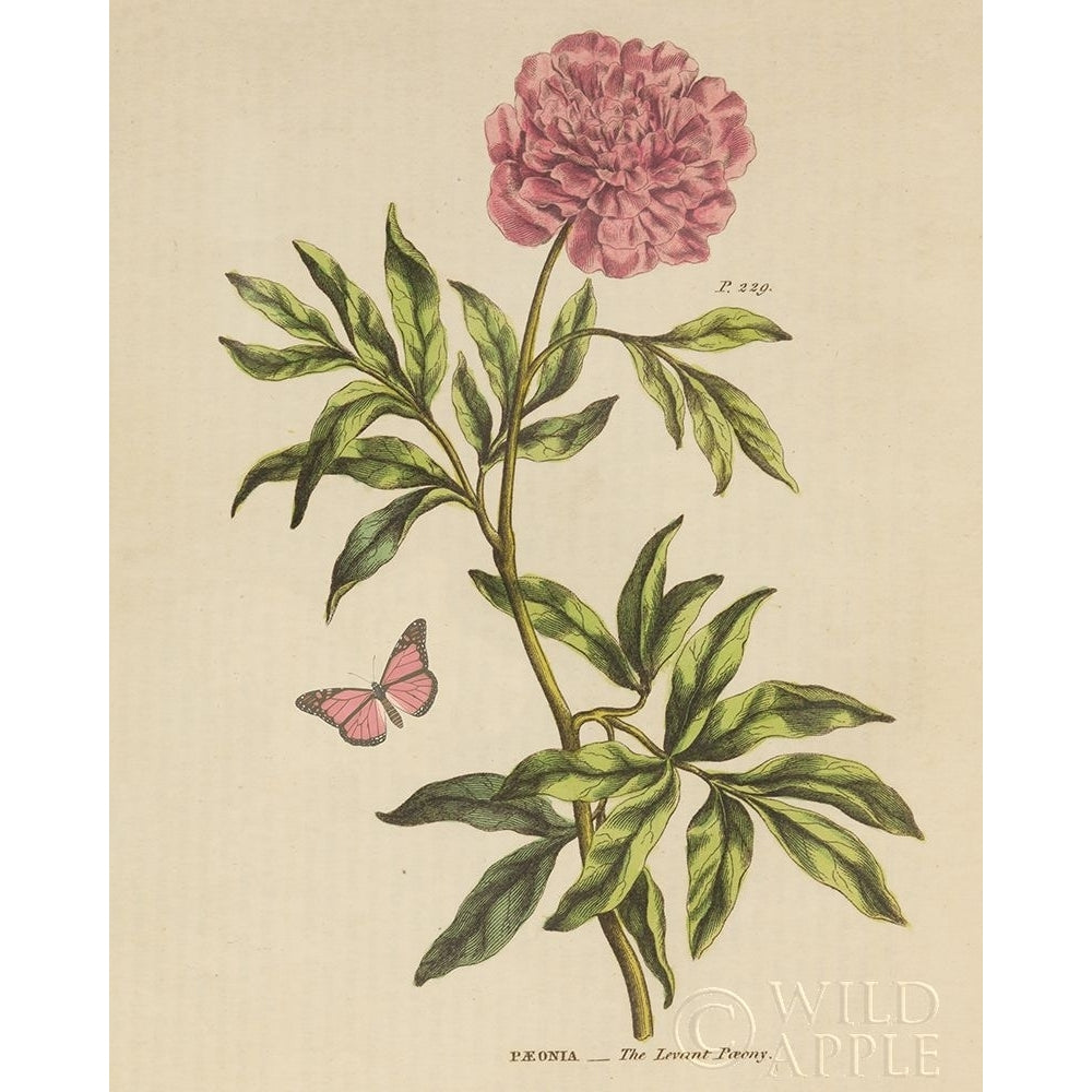 Herbal Botany XXIV Butterfly Crop Poster Print by Wild Apple Portfolio-VARPDX41665 Image 1