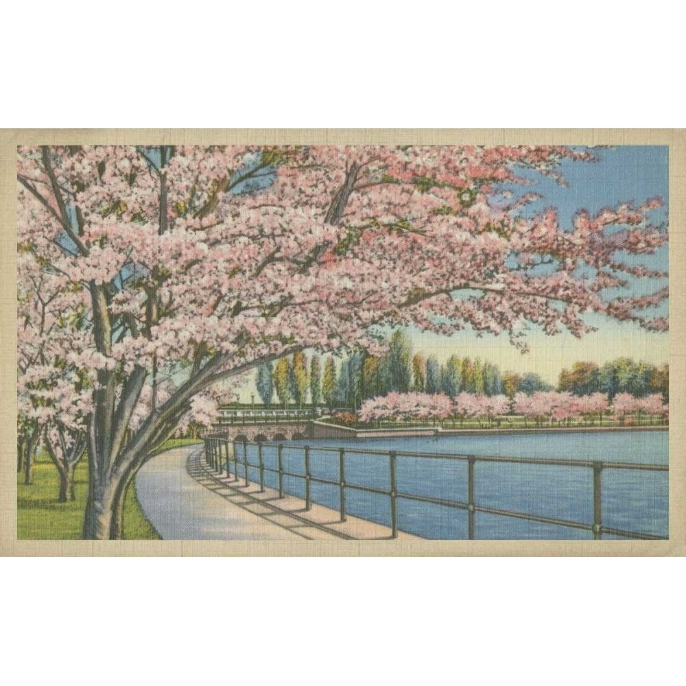 Cherry Blossoms Potomac Park Poster Print - Unknown-VARPDX41688D Image 1