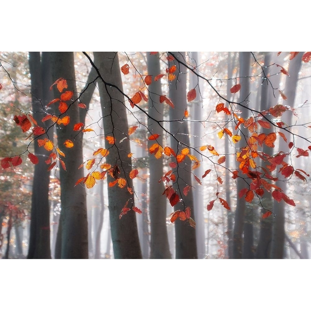 Falling Moments Poster Print by Irene Weisz-VARPDX41708 Image 1