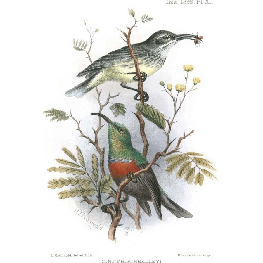 Birds in Nature I Poster Print - J.C. Keulemans-VARPDX41722D Image 1