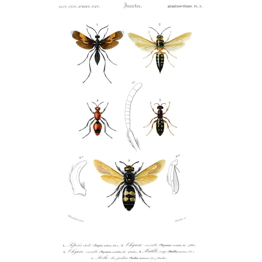 Antique Bees I Poster Print - Blanchard-VARPDX41720D Image 1