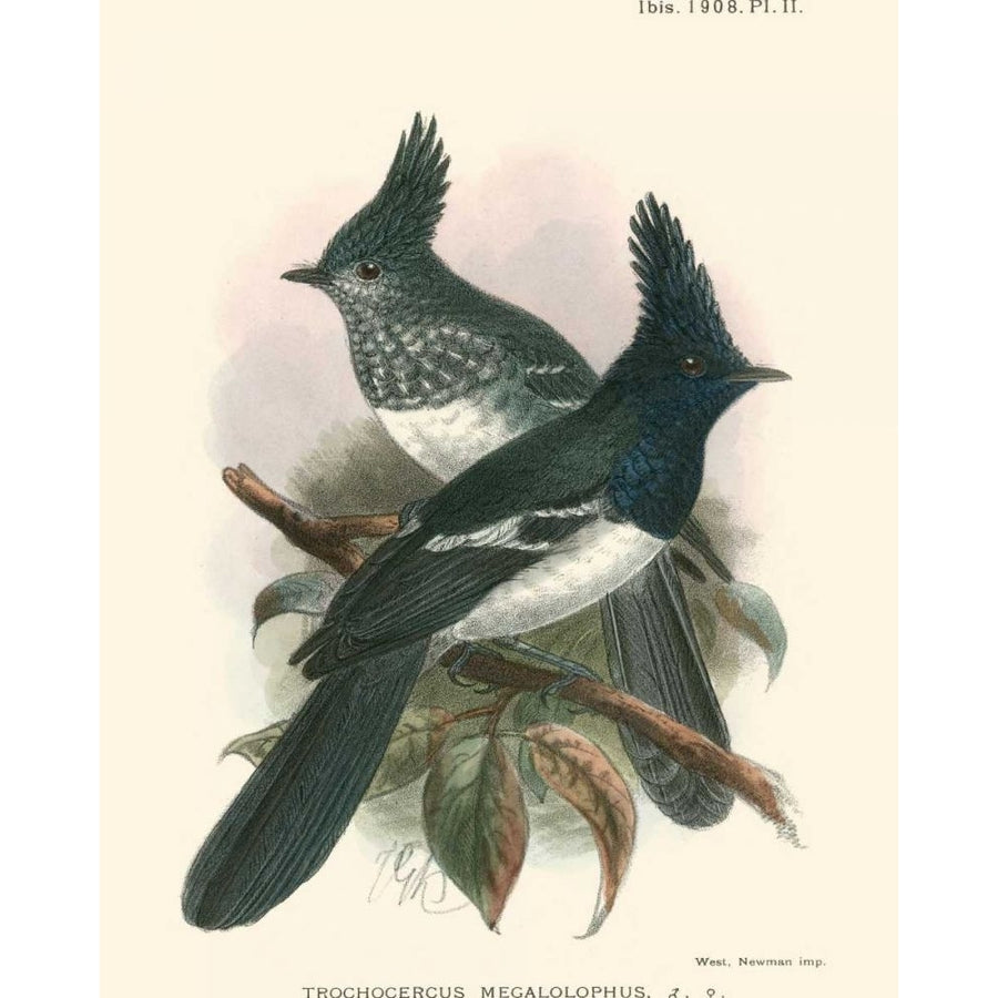 Birds in Nature V Poster Print - J.C. Keulemans-VARPDX41726D Image 1