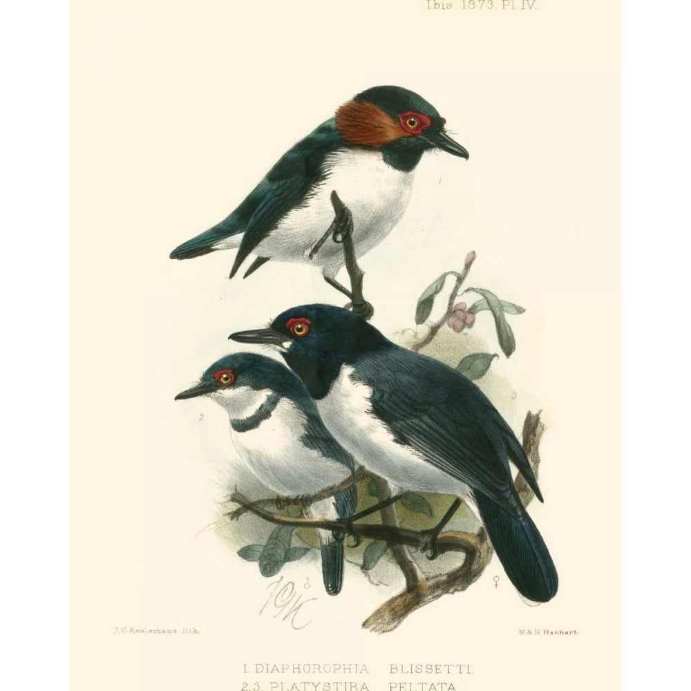 Birds in Nature IV Poster Print - J.C. Keulemans-VARPDX41725D Image 1