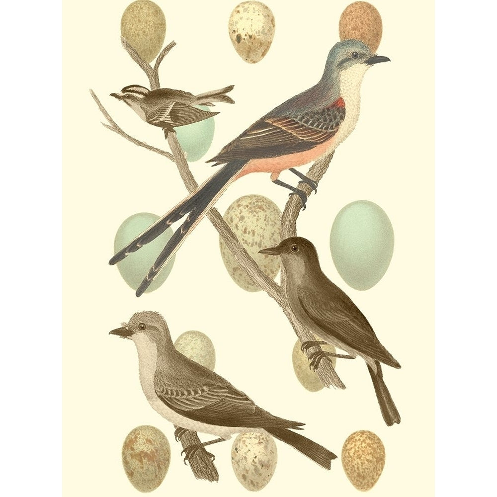 British Birds and Eggs I Poster Print - Studio Vision-VARPDX41748D Image 1