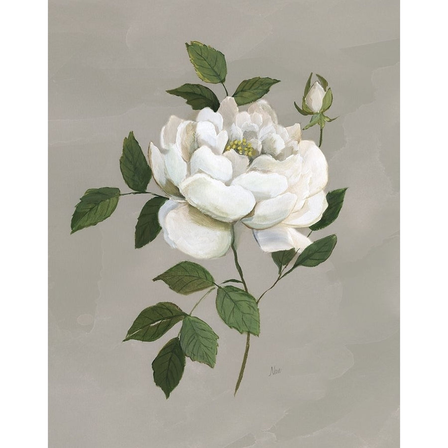 Botanical Rose Poster Print by Nan Nan-VARPDX41746 Image 1