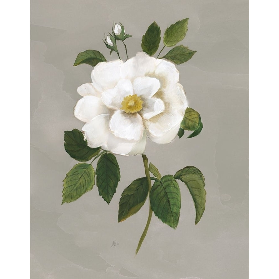 Botanical Garden Rose Poster Print by Nan Nan-VARPDX41747 Image 1