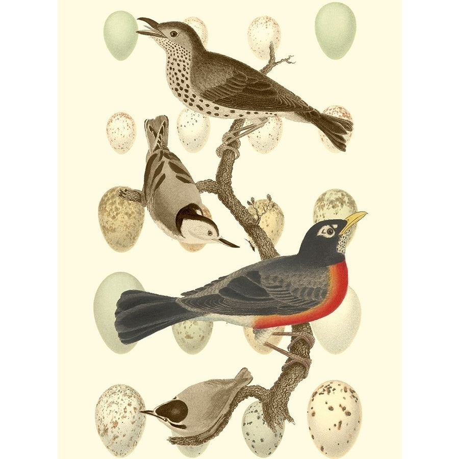 British Birds and Eggs III Poster Print - Studio Vision-VARPDX41750D Image 1