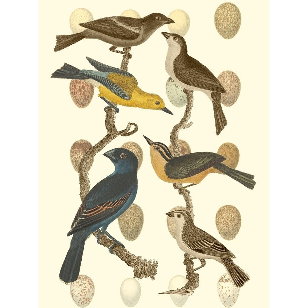 British Birds and Eggs IV Poster Print - Studio Vision-VARPDX41751D Image 1