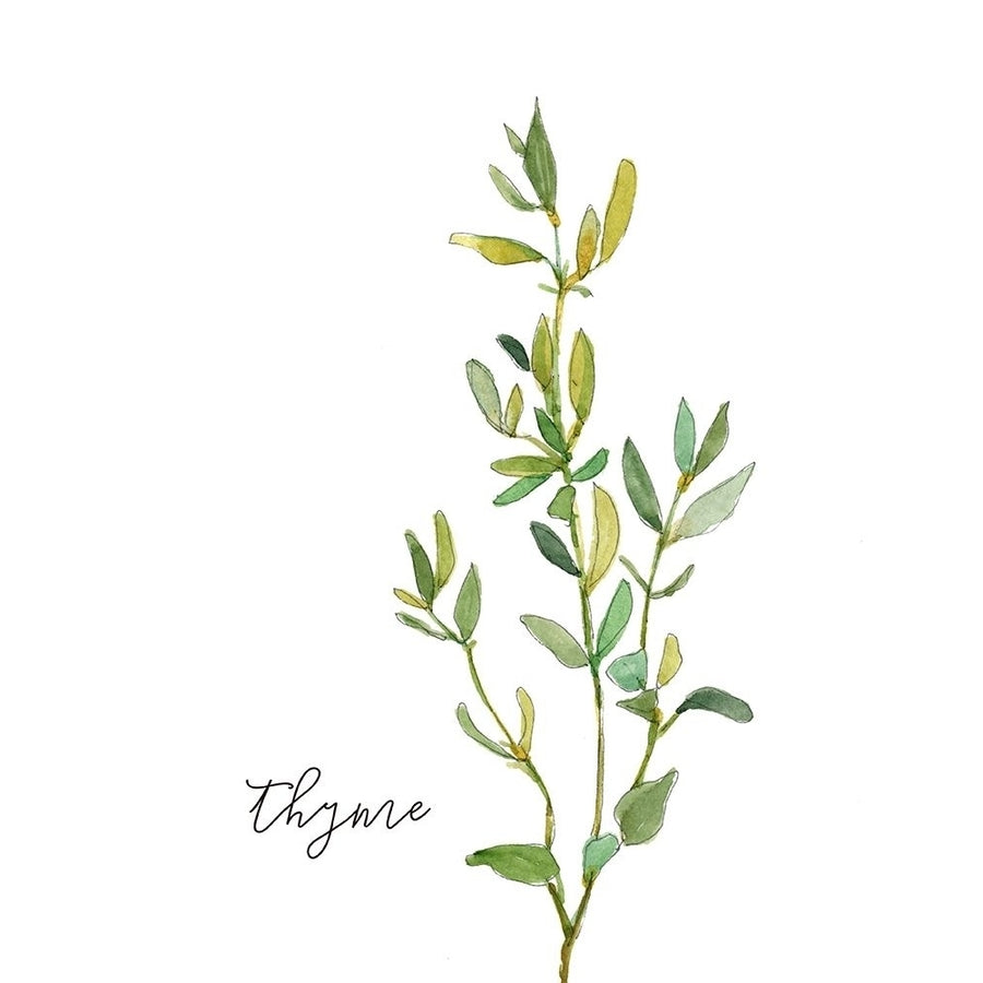 Fresh Sprig Thyme Poster Print by Carol Robinson-VARPDX41832 Image 1