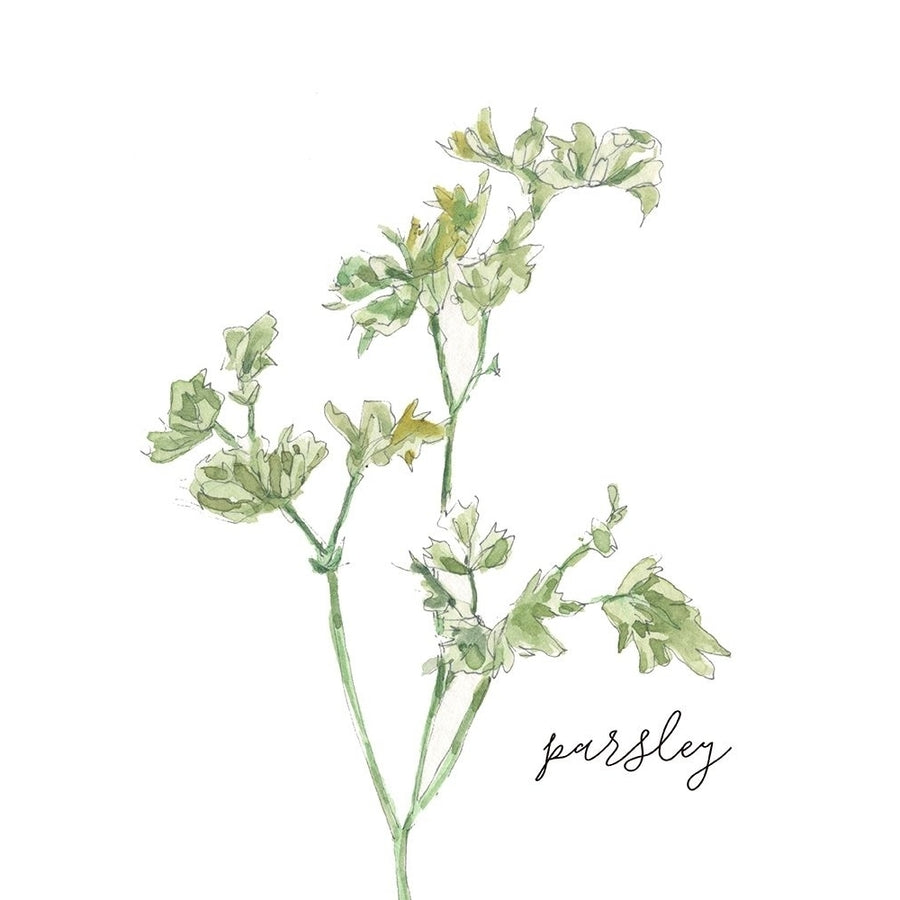 Fresh Sprig Parsley Poster Print by Carol Robinson-VARPDX41830 Image 1