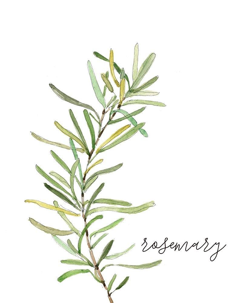 Fresh Sprig Rosemary Poster Print by Carol Robinson-VARPDX41831 Image 1