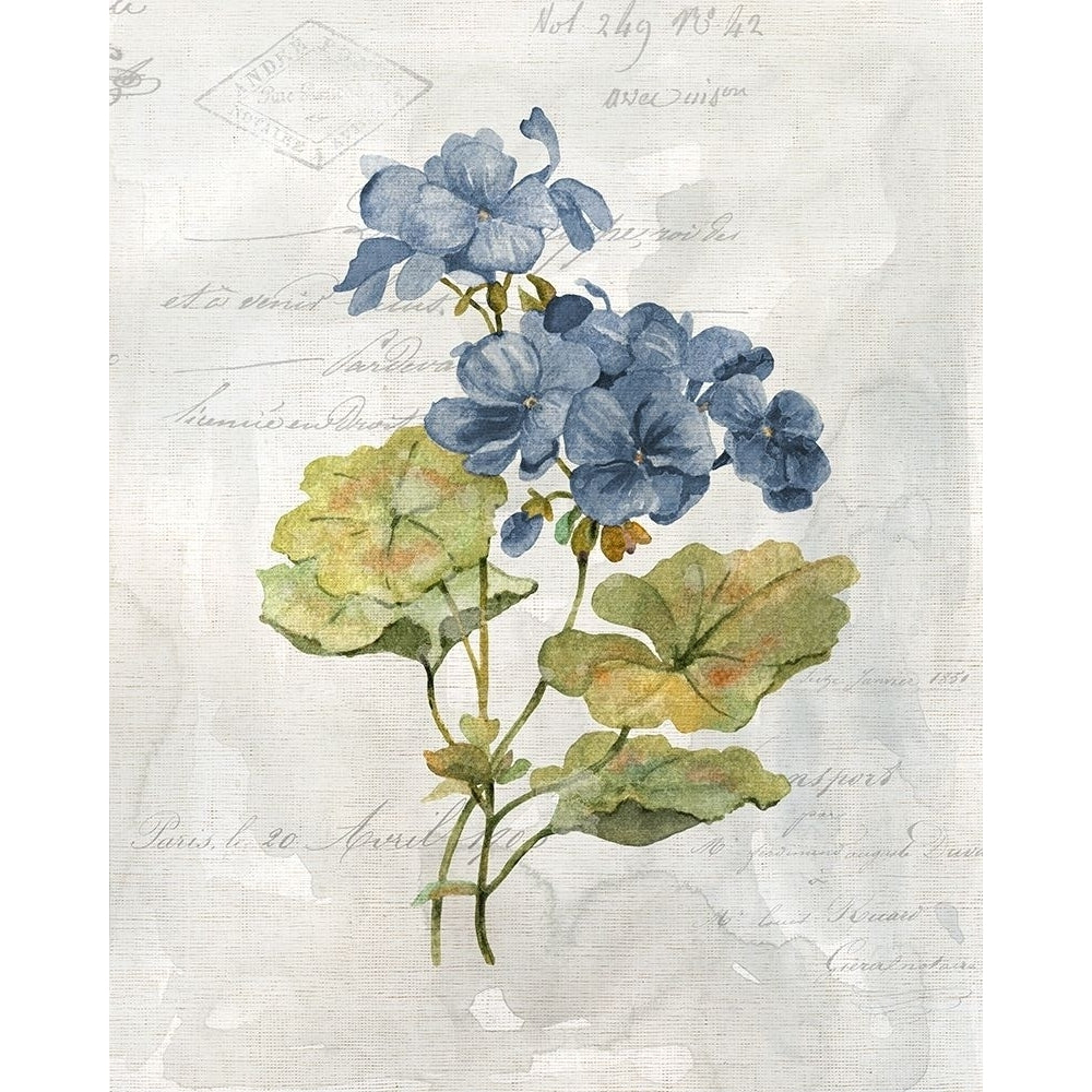 Blue Linen Geranium Poster Print by Carol Robinson-VARPDX41858 Image 1