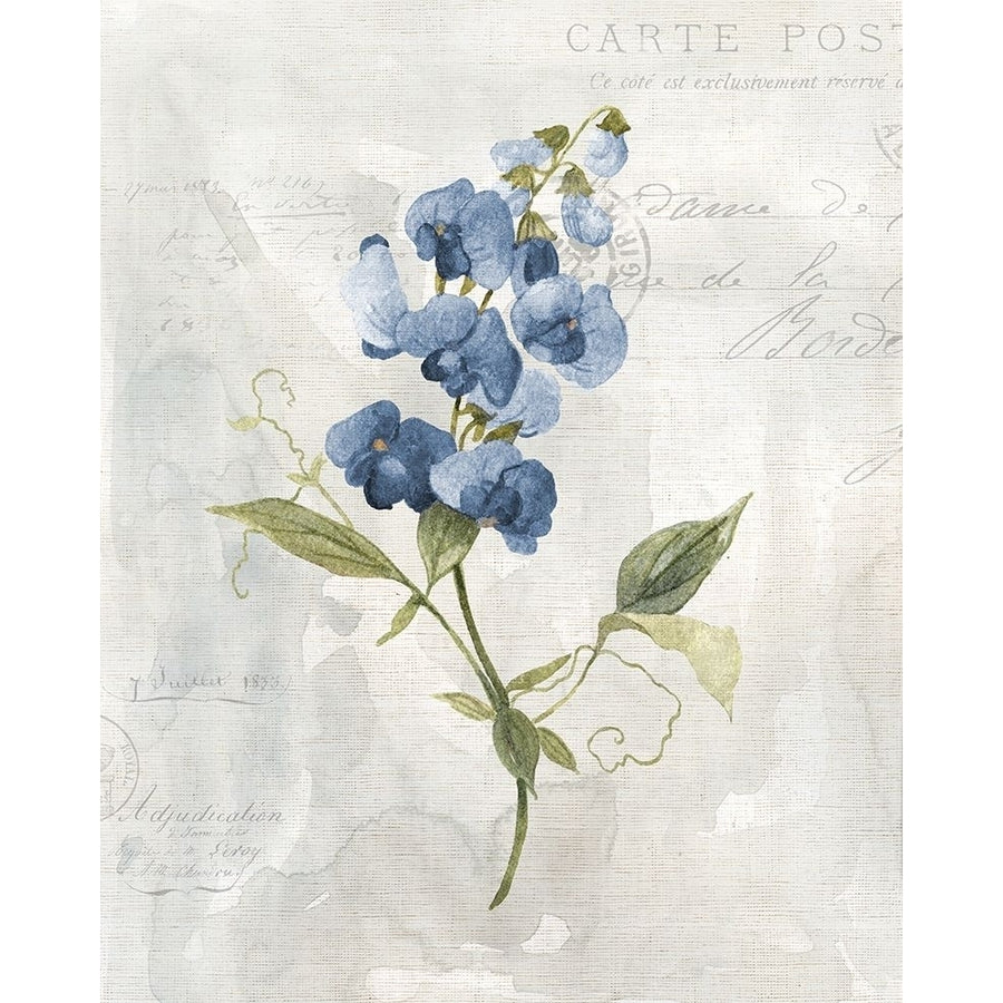 Blue Linen Sweet Poster Print by Carol Robinson-VARPDX41859 Image 1