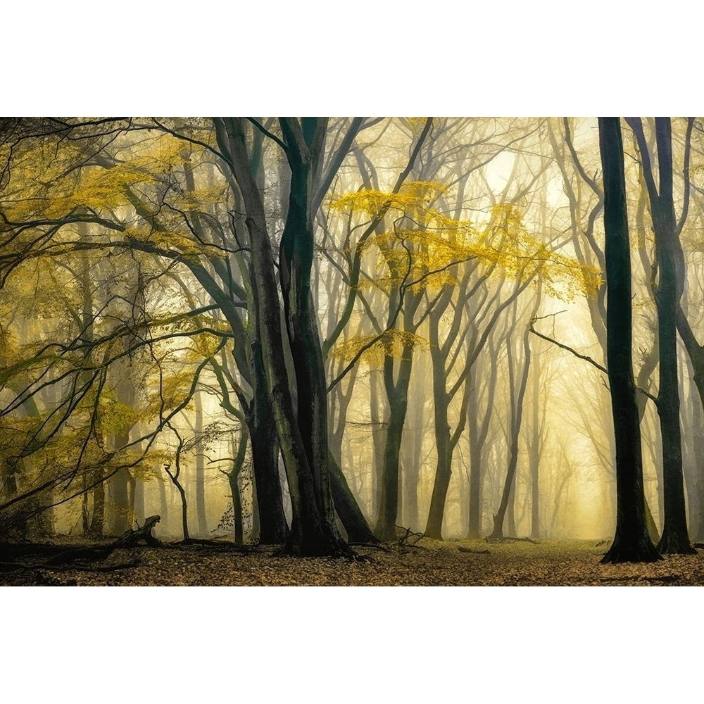 In Love with Golden Fall Poster Print by Lars Van de Goor-VARPDX41931 Image 1