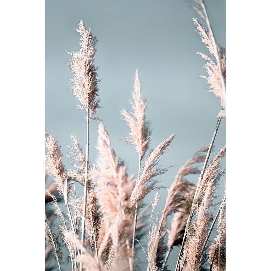 Pretty Pampas I Poster Print by Brent Bergham-VARPDX42374 Image 1