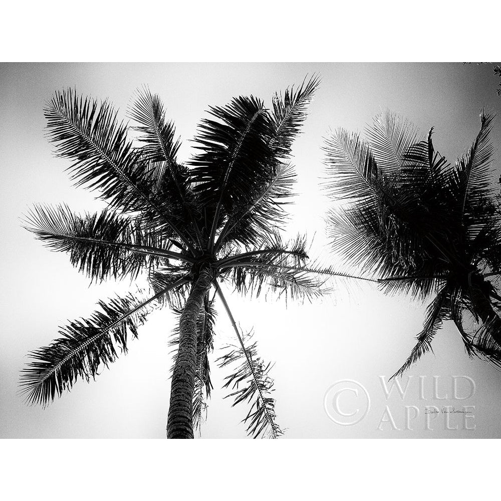 Palm Tree Looking Up II Poster Print by Debra Van Swearingen-VARPDX42495 Image 1