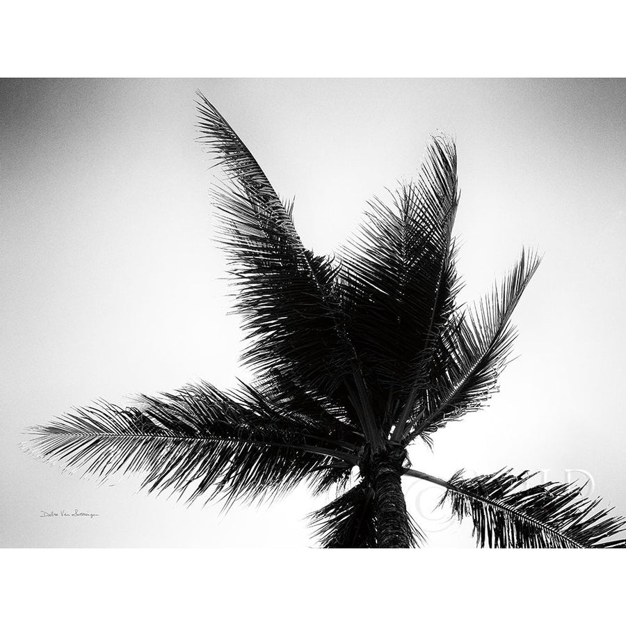 Palm Tree Looking Up IV Poster Print by Debra Van Swearingen-VARPDX42497 Image 1