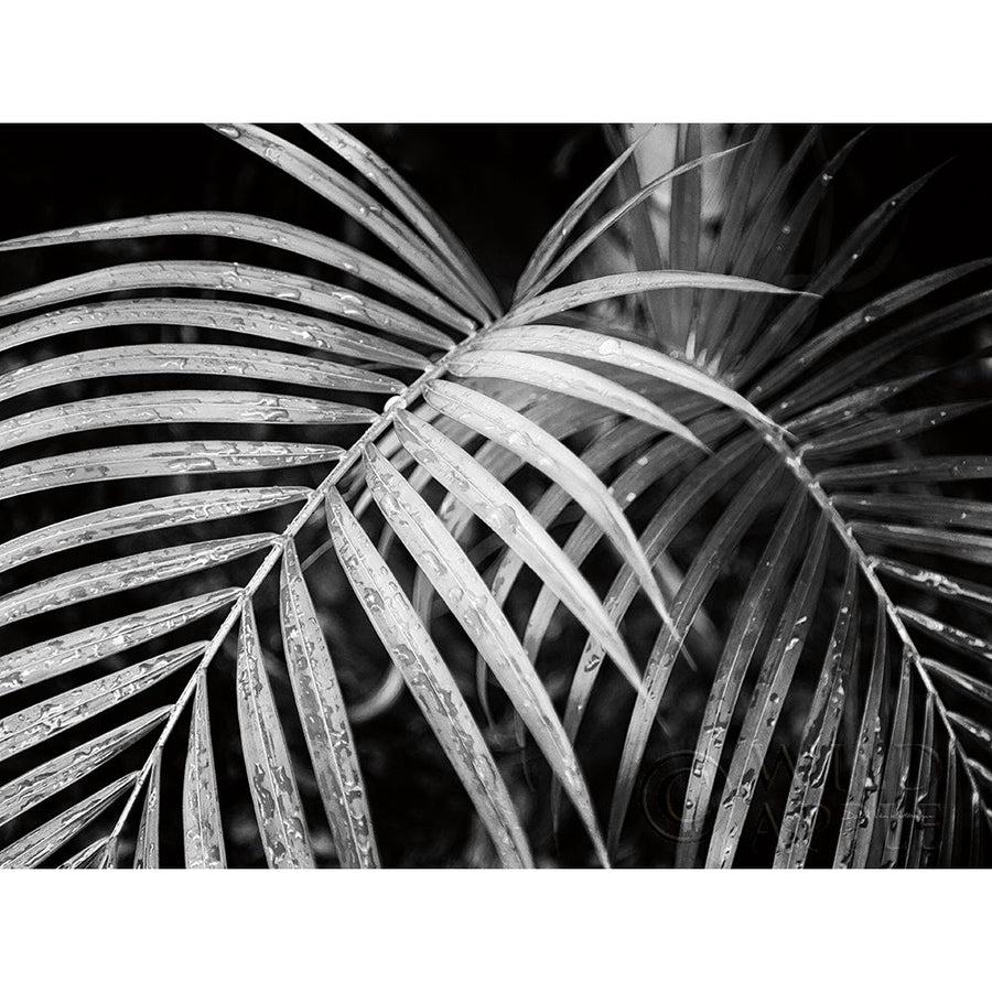 Palm Fronds Poster Print by Debra Van Swearingen-VARPDX42490 Image 1