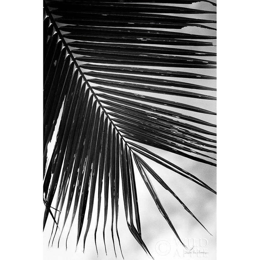 Palm Frond II Poster Print by Debra Van Swearingen-VARPDX42489 Image 1