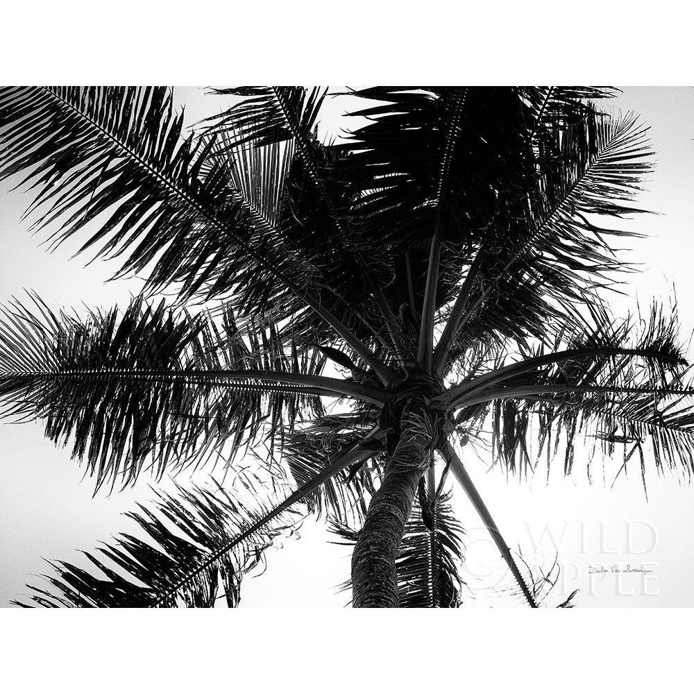 Palm Tree Looking Up III Poster Print by Debra Van Swearingen-VARPDX42496 Image 1