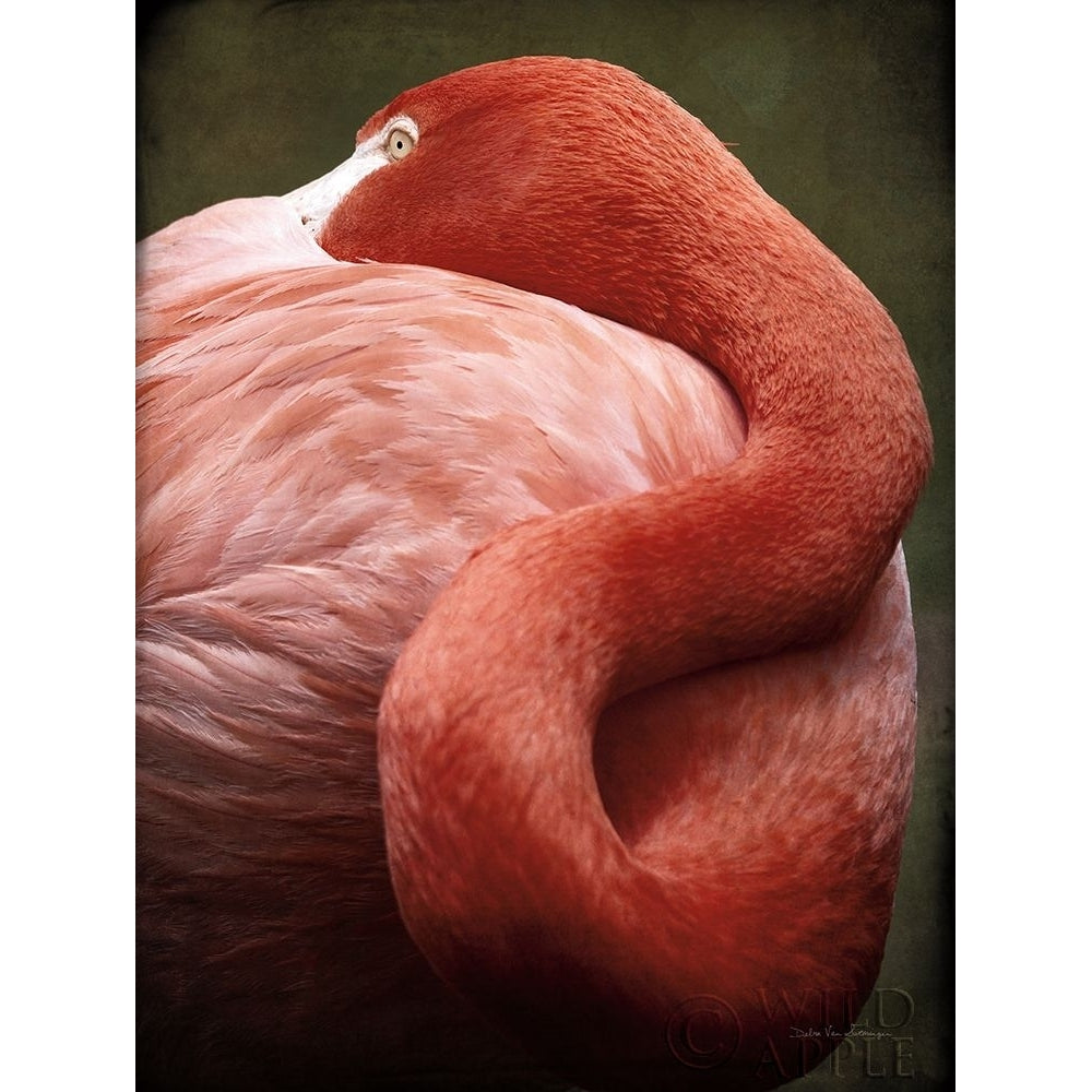 Caribbean Flamingo I Poster Print by Debra Van Swearingen-VARPDX42502 Image 1