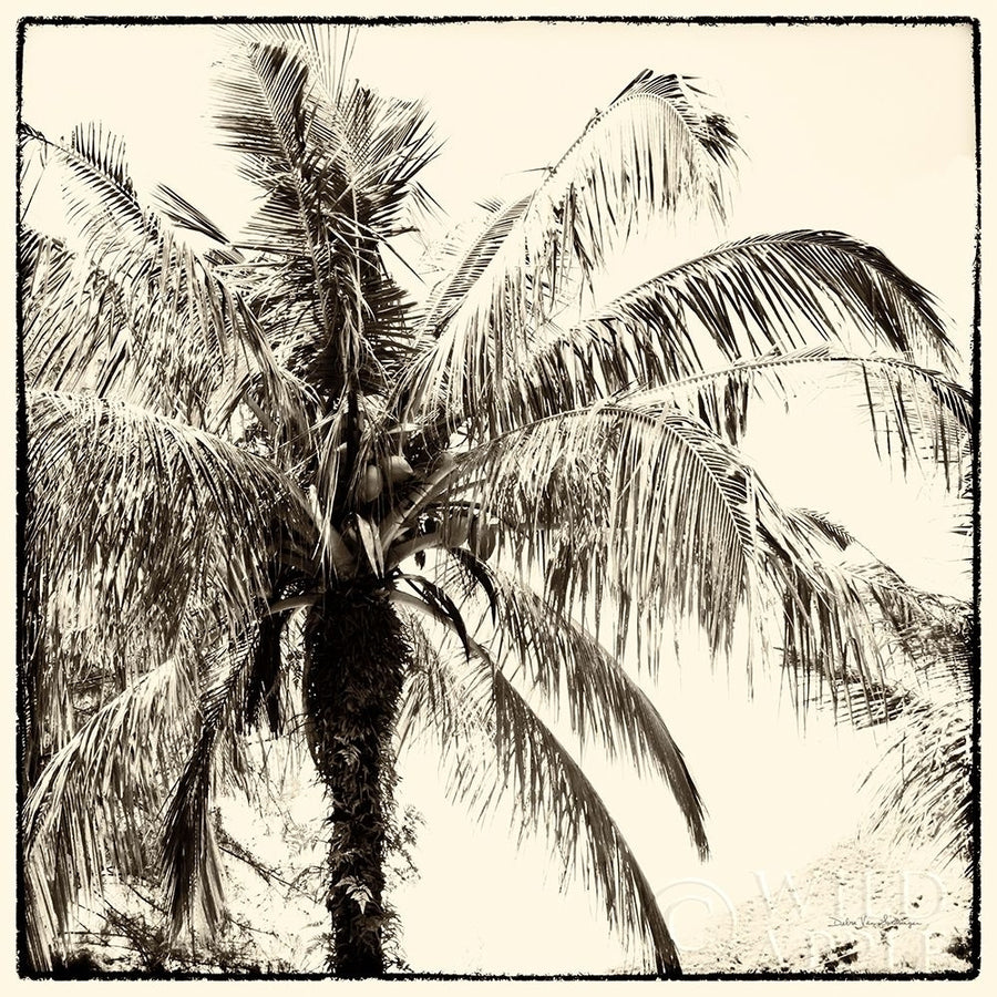 Palm Tree Sepia III Poster Print by Debra Van Swearingen-VARPDX42501 Image 1