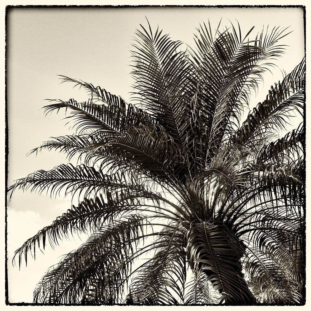 Palm Tree Sepia I Poster Print by Debra Van Swearingen-VARPDX42499 Image 1