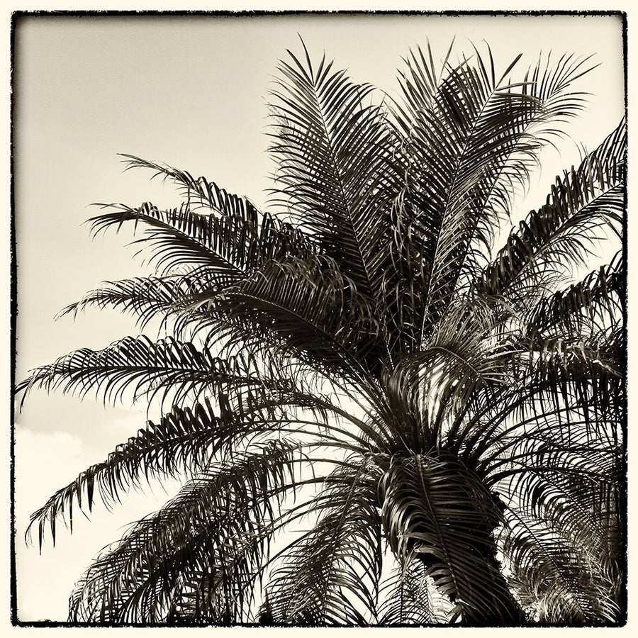 Palm Tree Sepia I Poster Print by Debra Van Swearingen-VARPDX42499 Image 1