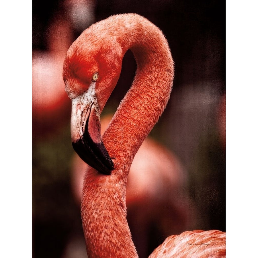 Caribbean Flamingo II Poster Print by Debra Van Swearingen-VARPDX42503 Image 1