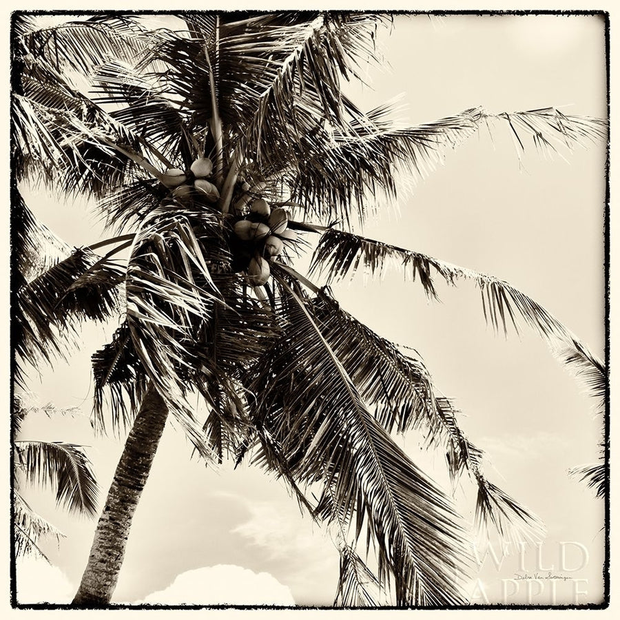 Palm Tree Sepia II Poster Print by Debra Van Swearingen-VARPDX42500 Image 1