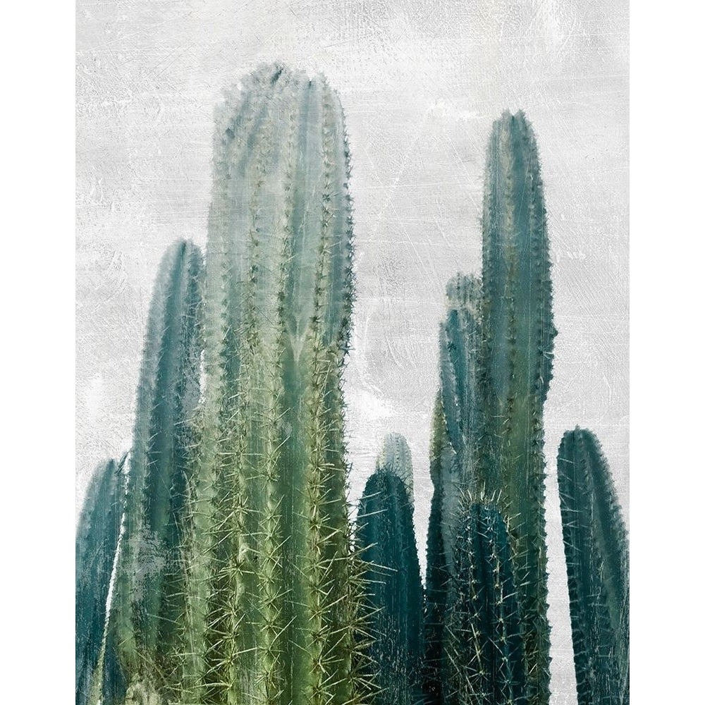 Aruba Cacti I Poster Print by Natalie Carpentieri-VARPDX42533 Image 1